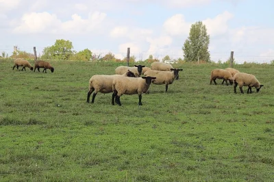 ovečky suffolk