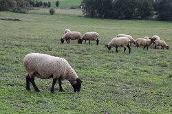 ovečky suffolk