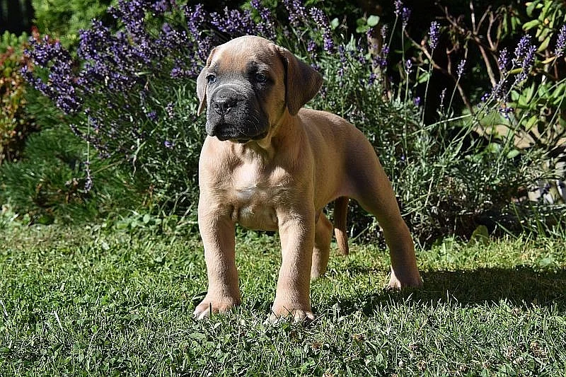Formentino a hnědá štěňátka CC