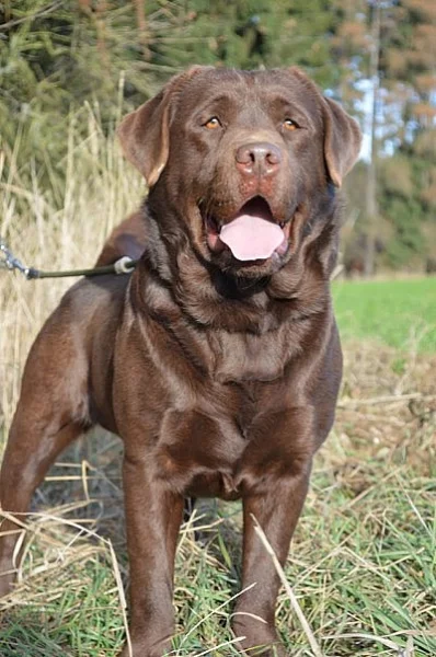 Labradorský retrívr s PP