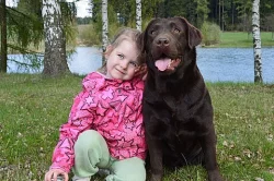Labradorský retrívr s PP