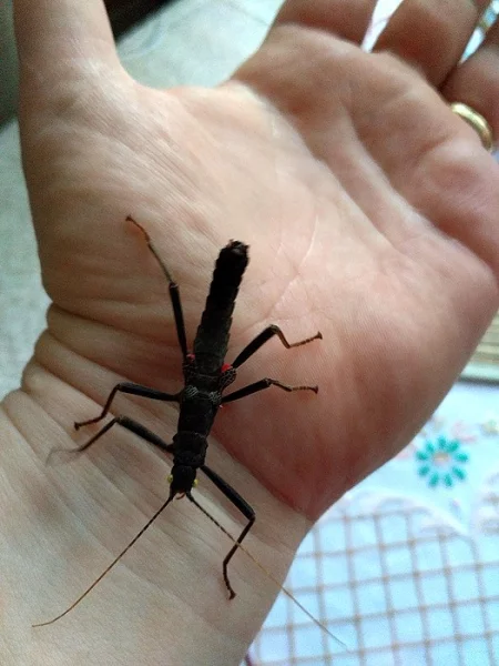 Strašilka ďábelská