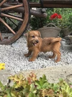 Norfolk Terrier