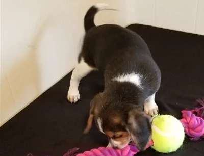 Přátelská štěňátka beagle