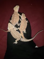 Mláďata agamy vousaté