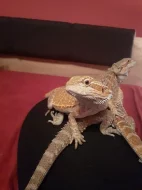Mláďata agamy vousaté