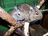 osmáci degu
