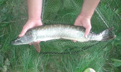 štika