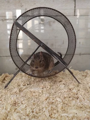 Osmák degu
