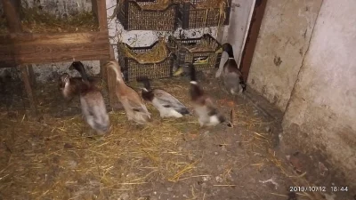 Indický běžec. Stáří půl roku.