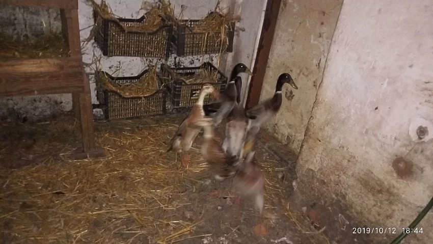 Indický běžec. Stáří půl roku.