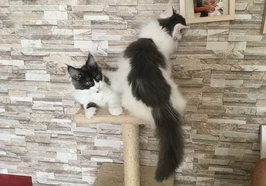 Mainský mývalí kocourek s PP nar. 14.6.2019
