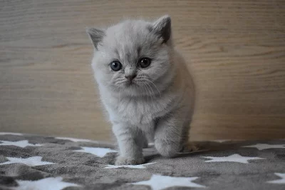 Britská krátkosrstá koťátka s PP, Chovná stanice Love of My