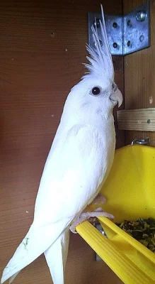 Mladá korelka