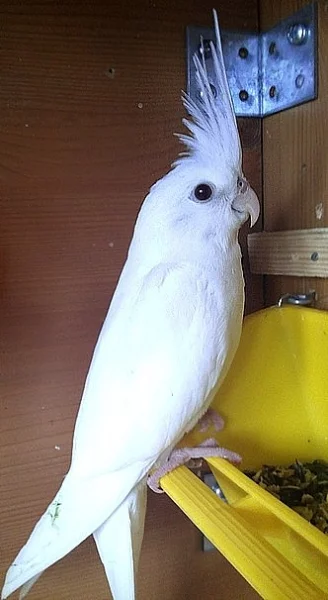 Mladá korelka