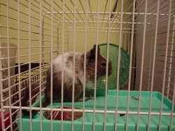 Osmák Degu sameček