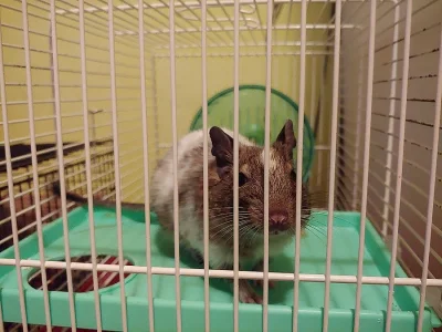 Osmák Degu sameček
