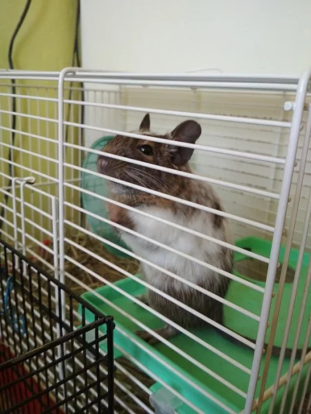 Osmák Degu sameček