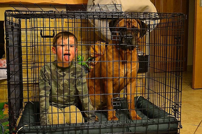 Hnědá štěňátka Cane Corso