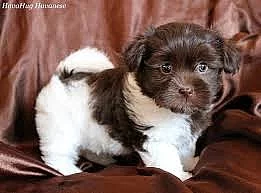 Havanese štěně na prodej