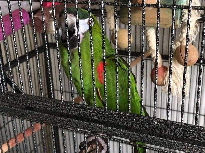 Hahns červený ramenní papoušek