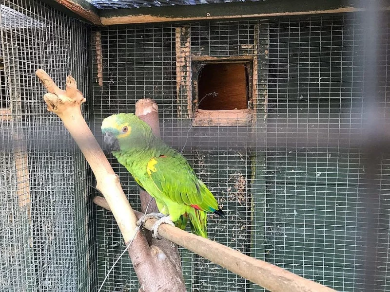 Amazonský papoušek připraven