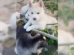Sibirsky husky