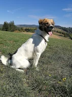 Český horský pes - rezervace štěňátek s PP