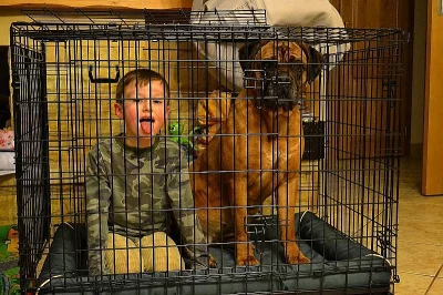 Zlatá štěňátka Cane Corso