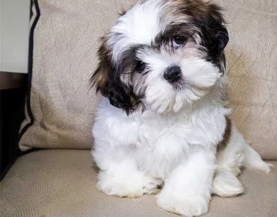 Úžasné štěně Shih Tzu připravené na nový domov
