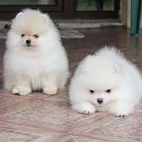 K dispozici je domácí štěňátko Pomsky