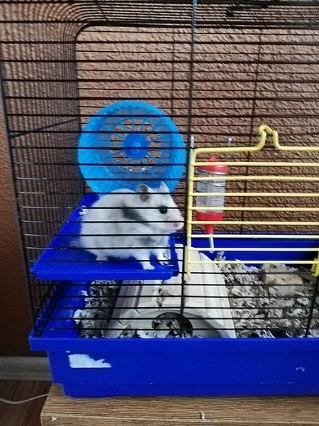 Mláďata křečka syrského