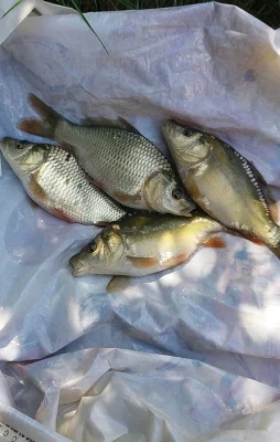 Plůdek kapra