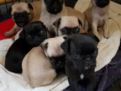Lovely Pug Puppy