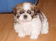 Úžasné štěně Shih Tzu připravené na nový domov