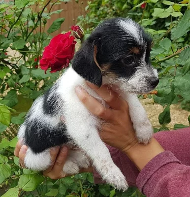 Štěňátka Jacka Russella jsou připravena