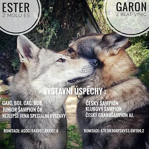 Československý vlčák