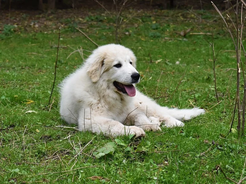 Pyrenejský horský pes štěňata s PP