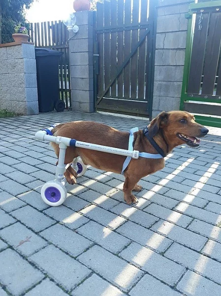 Invalidní vozík pro psy + popruhy