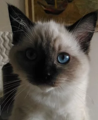 Koťátka ragdoll s PP..
