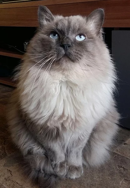 Sibiřská kočka-něvská maškaráda