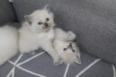 Ragdoll