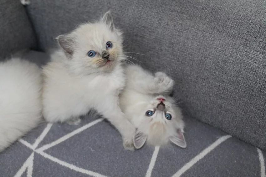 Ragdoll
