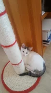 Daruji dvě  bílá koťata