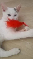 Daruji dvě  bílá koťata