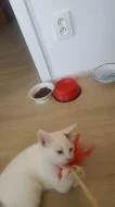 Daruji dvě  bílá koťata