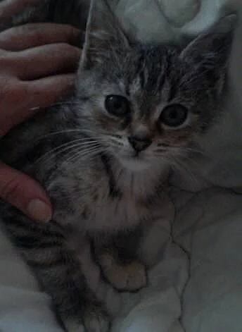 Mourovate kote
