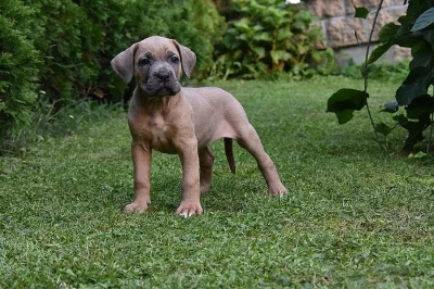 Zlatá štěňátka Cane Corso