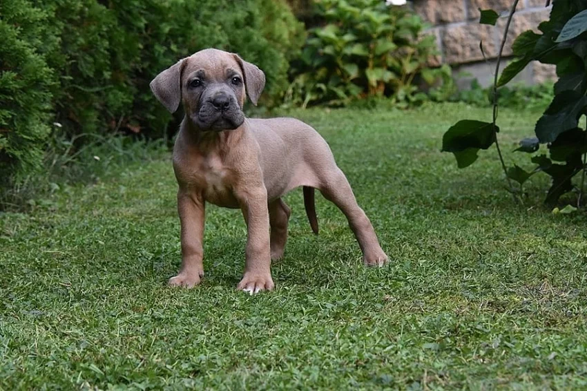 Zlatá štěňátka Cane Corso