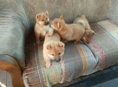 Schiba inu